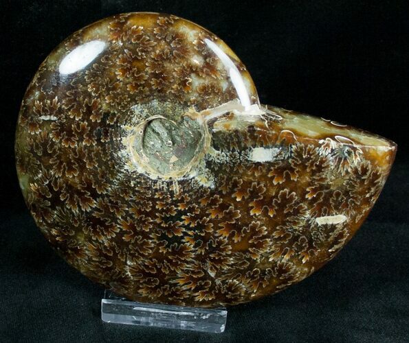 Cleoniceras Ammonite Fossil - Madagascar #7357